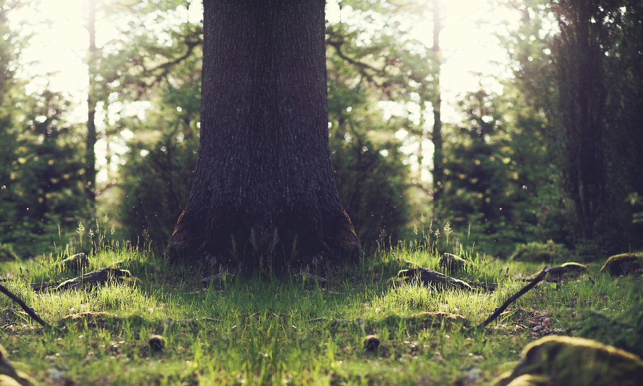 Souche d'arbre